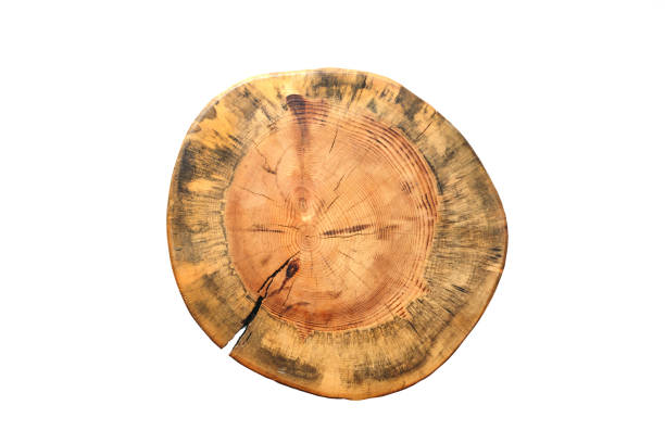 istock Isolated wooden round slice 1197064250