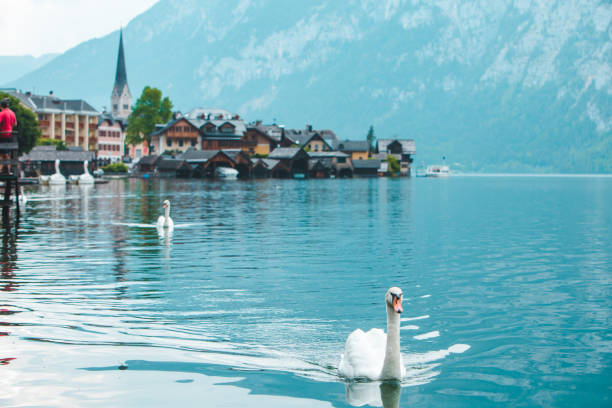 istock swans in lake hallstatt town on background 1197067426