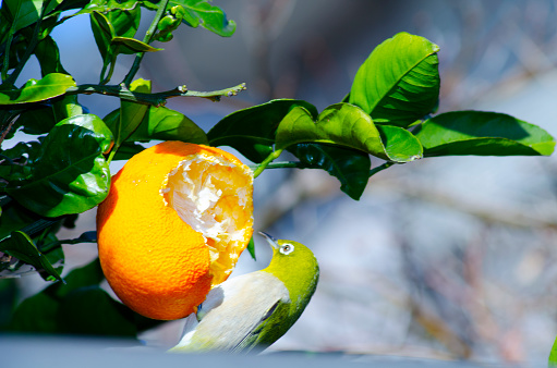 A beautiful Japanese white-eye came to eat orange fruit