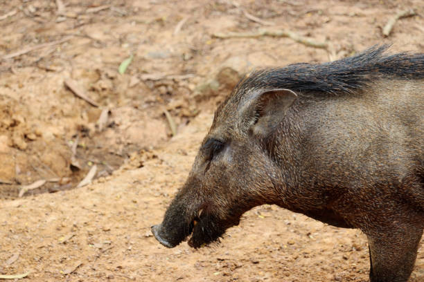 istock Head of wild boar in the forest 1197071072