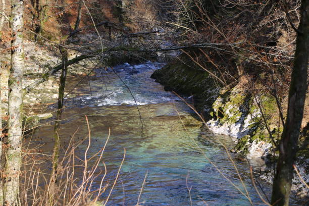 istock Slovenia, Vintgar Gorge 1197071445