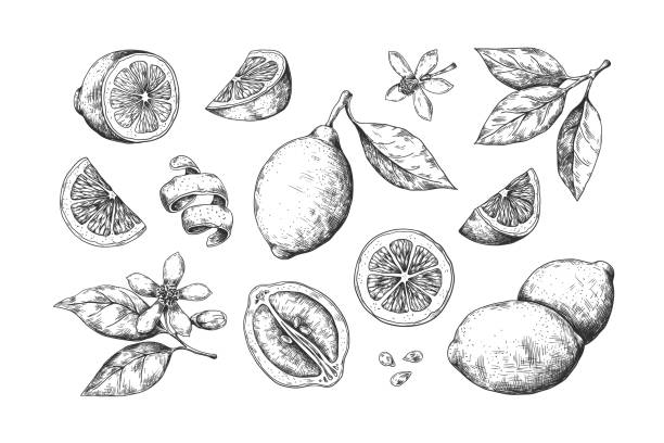 ilustrações, clipart, desenhos animados e ícones de limão desenhado à mão. as fatias cítricas vintage florescem e frutas, limão e esboço de lápis de limão para rótulos de suco. conjunto de alimentos vector - imagem gravada