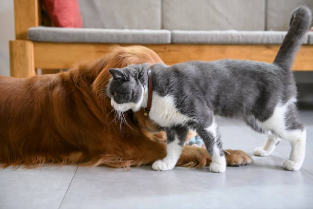 istock British shorthair and golden retriever 1197072992