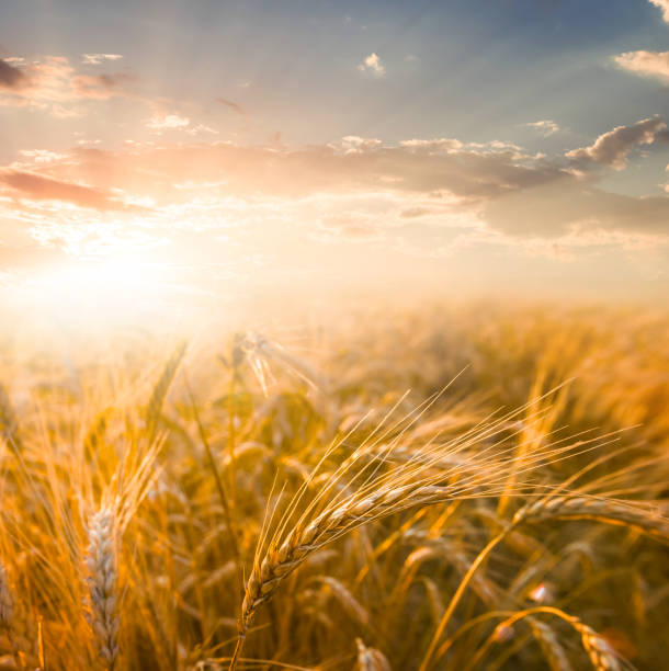 istock wheat field at the sunset 1197073844
