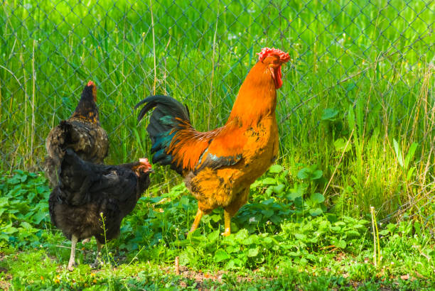 istock chicken and rooster in a yard 1197074141