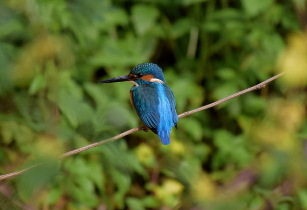istock A Kingfisher near a pond 1197074155