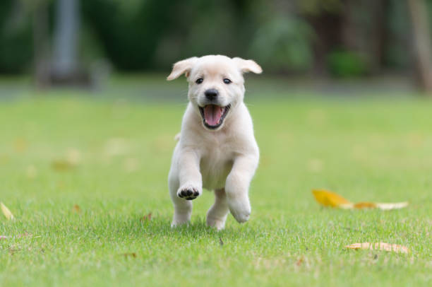 happy puppy dog running on playground green yard - standing puppy cute animal imagens e fotografias de stock
