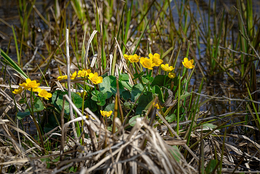 Yellow marsh marigolds growing by the river in the backwaters.