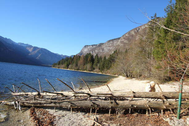 istock Bohinj lake in Slovenia 1197075107
