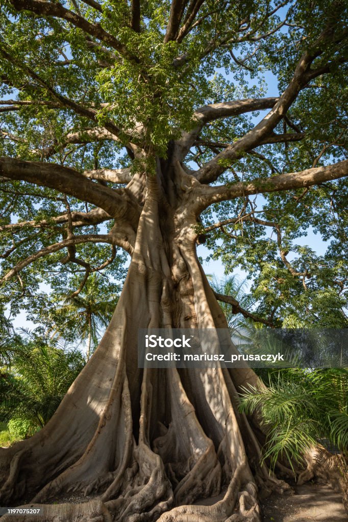 Download Kumpulan 90 Gambar Pohon Besar HD Terbaru - Gambar