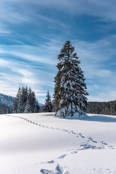 istock beautiful Winter day in the mountains 1197075635