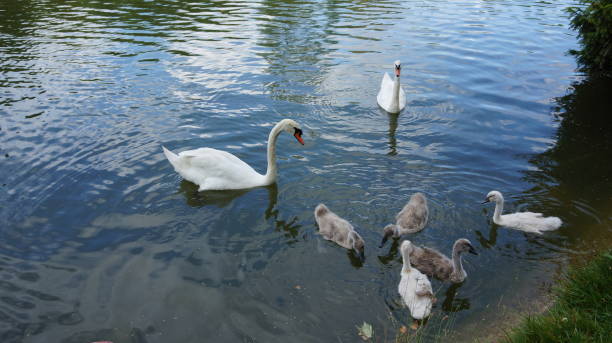 istock Swans Family 1197075713