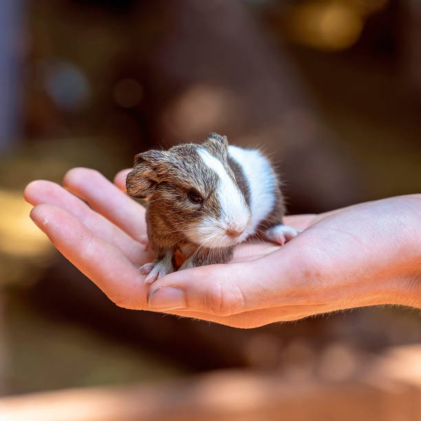 istock Guinea Pig Sitting On A Hand 1197076614