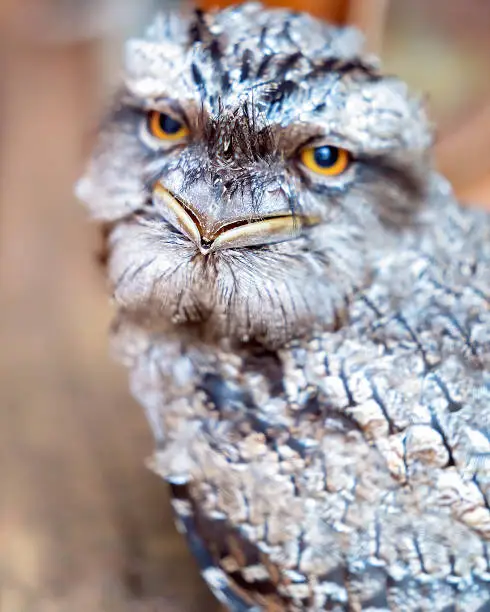 Shallow depth of field, close up of the beak of an adorable tawny frogmouth