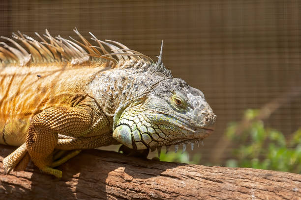 Bearded Dragon Close up of a large bearded dragon sitting on a tree branch giant bearded dragon stock pictures, royalty-free photos & images