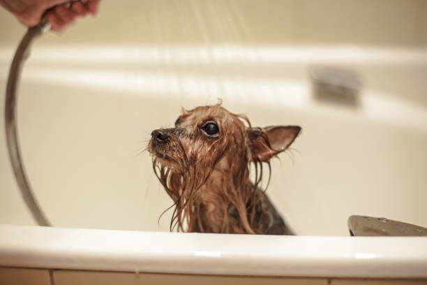 istock Bathing of the Yorkshire terrier. Sad dog taking a bath. 1197076935