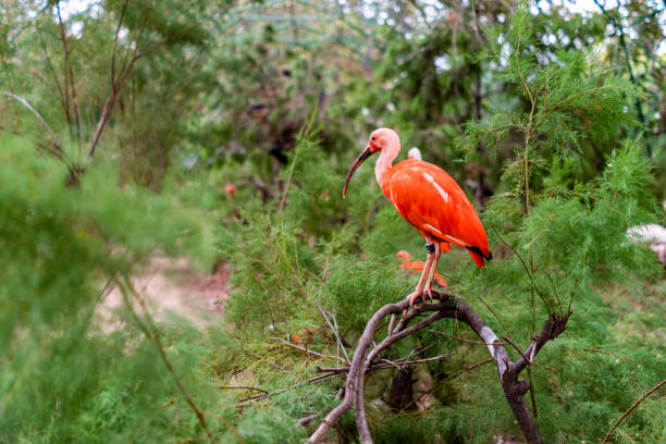 istock Scarlet ibis sitting on a tree 1197076936