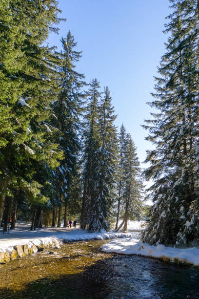 istock small idyllic mountain stream in winter landscape forest 1197079555