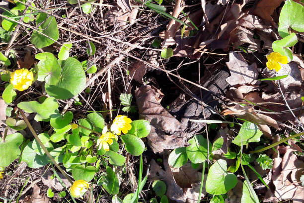 istock Small delicate yellow flowers in close-up 1197081837