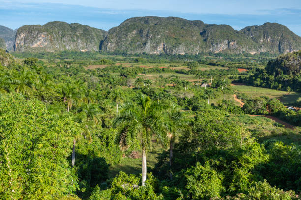 istock Panoramic view over landscape with mogotes in Vinales Valley, Cuba. 1197082346