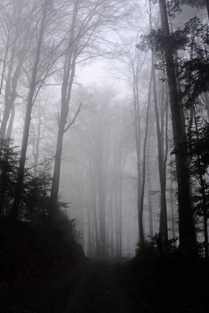 istock Trees In Forest During Foggy Weather 1197083006
