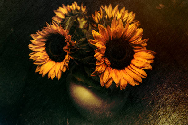 istock Four large sunflowers in a white vase 1197083202