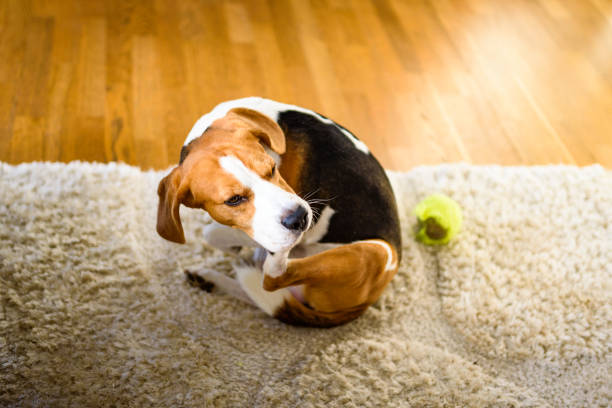 istock Dog Beagle scratches himself on carpet, indoors. 1197083216