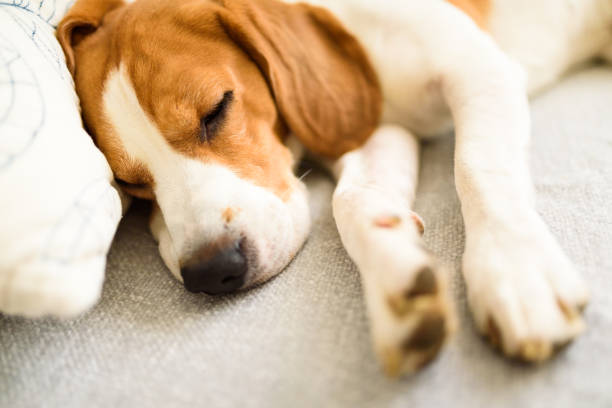 istock Beagle dog lying on sofa in cozy home. Bright interior 1197086058
