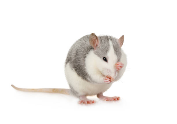 Rat. The gray mouse on the table washes his face with his paws.