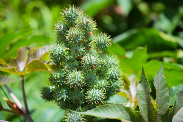 plant Ricinus communis L., popularly known as castor bean. It is a plant of the Euphorbia family. 1528 stock pictures, royalty-free photos & images