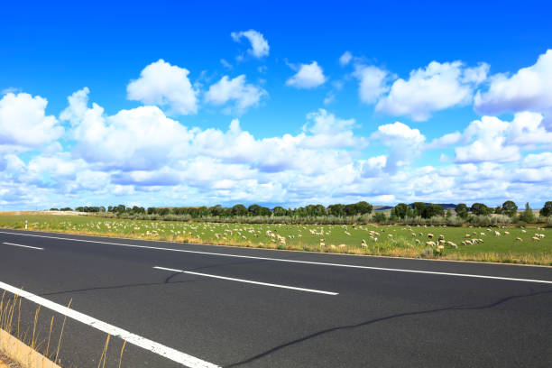 The highway and a flock of sheep
