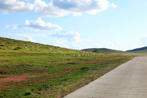 The highway and a flock of sheep