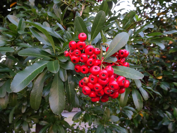 istock Pyracanthus tree nut red photo 1197091337