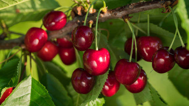istock Cherry ripen on the branch 1197094930
