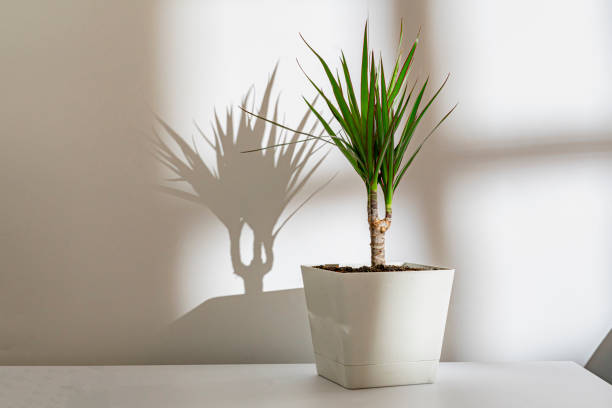 istock the abstract flower pot against the wall with a harsh shadow 1197095345