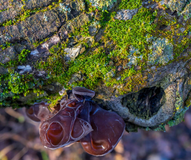 Auricularia Auricula-Judae Fungus close-up. Jelly Ear Fungi Auricularia auricula-judae (Auriculariaceae) also called Judas ear, Wood ear, on moss covered decaying Elder branch. auriculariales photos stock pictures, royalty-free photos & images