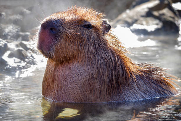 istock Hydrochoerus hydrochaeris :  Capybara bathing in zoo park. 1197097134