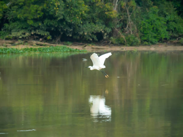 istock Herons in flight across the river 1197099483