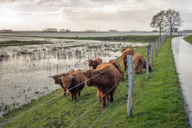 Highland cows fled to a dry place in the flooded Noordwaardpolder of the Dutch National Parc Biesbosch. It is a wet and cloudy day in the fall season.