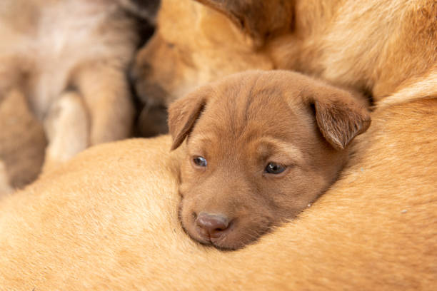 istock The puppy was sleeping on the mother dog 1197101842