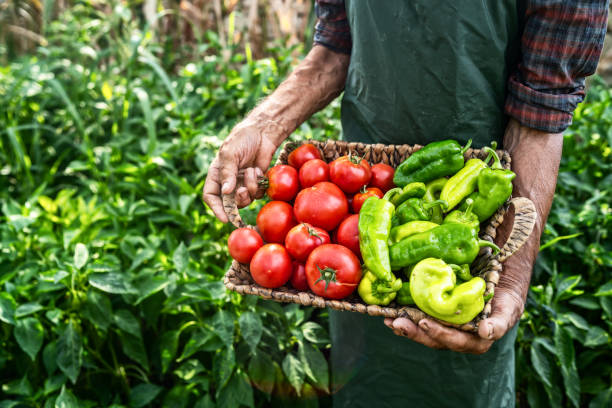 istock Mature farmer carrying vegetables in basket 1197102460