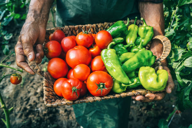 istock Mature farmer carrying vegetables in basket 1197102461