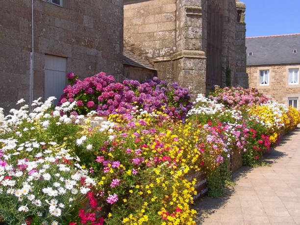 프랑스 브릿티 코테 의 갑옷 17 세기 교회 ploumilliau �장식 꽃 근처 lannion - ploumilliau 뉴스 사진 이미지