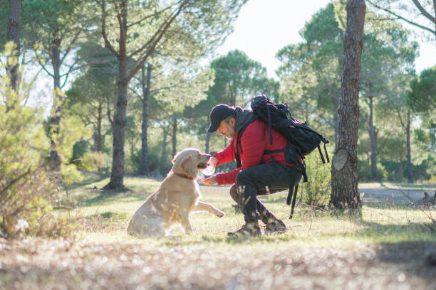 istock Thirsty retriever drinking water from the plastic bottle. 1197103527
