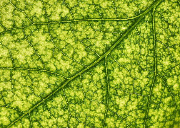 istock Green leaves background, Leaf texture. natural wallpaper. - image 1197103544