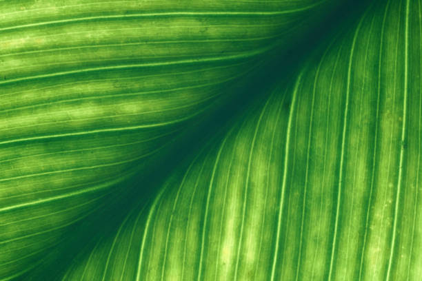 istock Green leaves background, Leaf texture. natural wallpaper. - image 1197104208