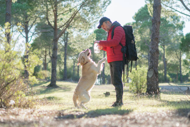 istock Thirsty retriever drinking water from the plastic bottle. 1197104240