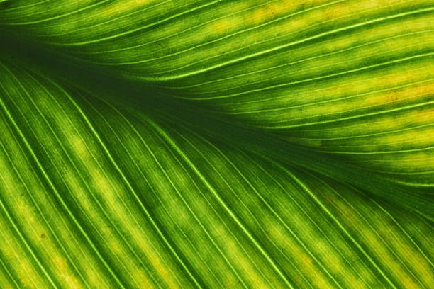 istock Green leaves background, Leaf texture. natural wallpaper. - image 1197104264
