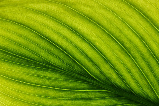 istock Green leaves background, Leaf texture. natural wallpaper. - image 1197104404