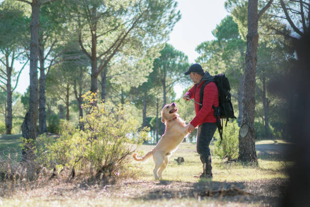istock Man with stick is training of the dog 1197105444